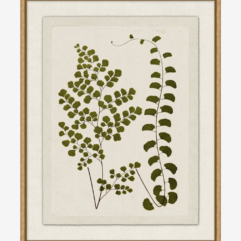 Botanical Pressings III McGee & Co.