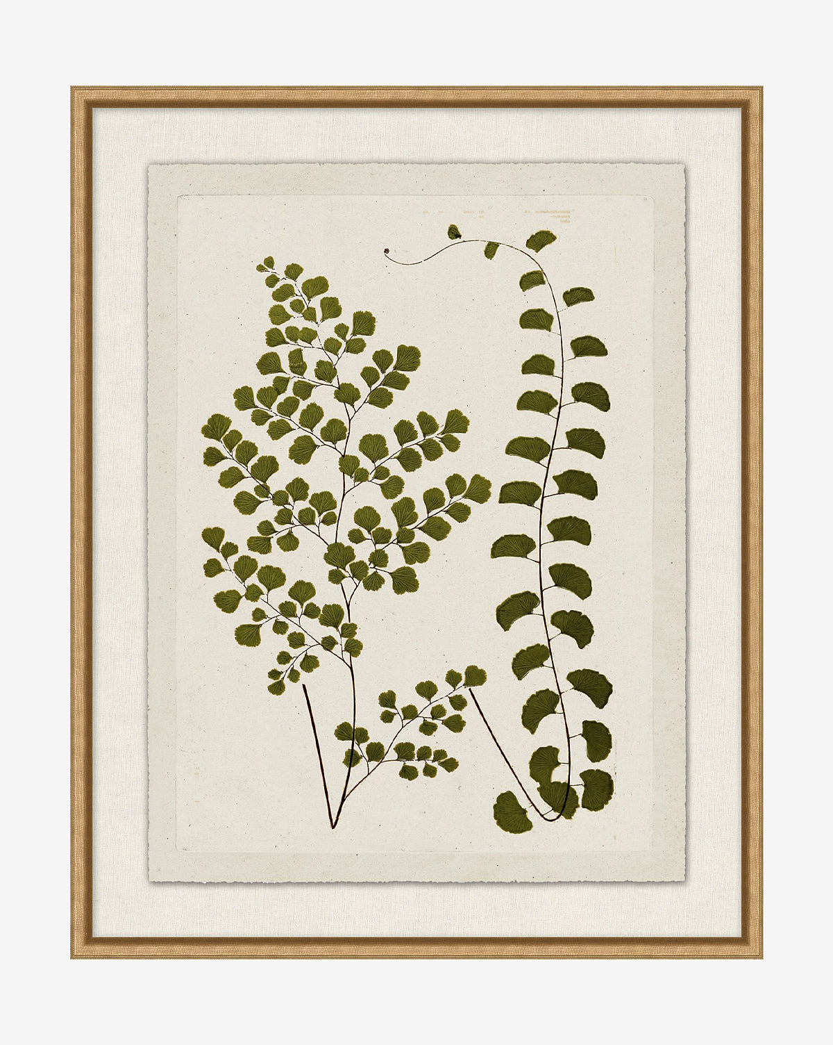 Botanical Pressings III McGee & Co.