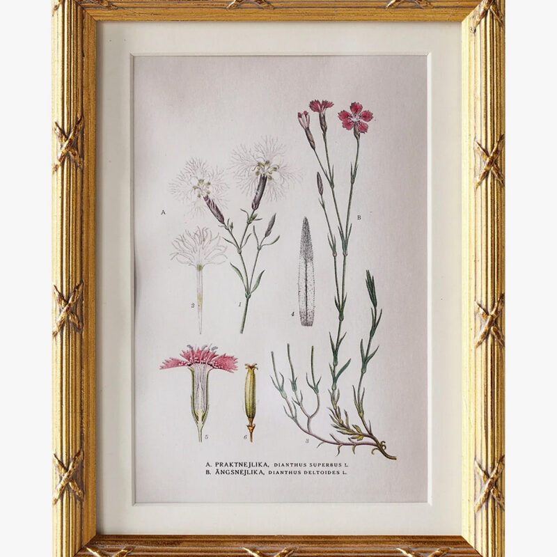 Botanical Study No. 1 McGee & Co.