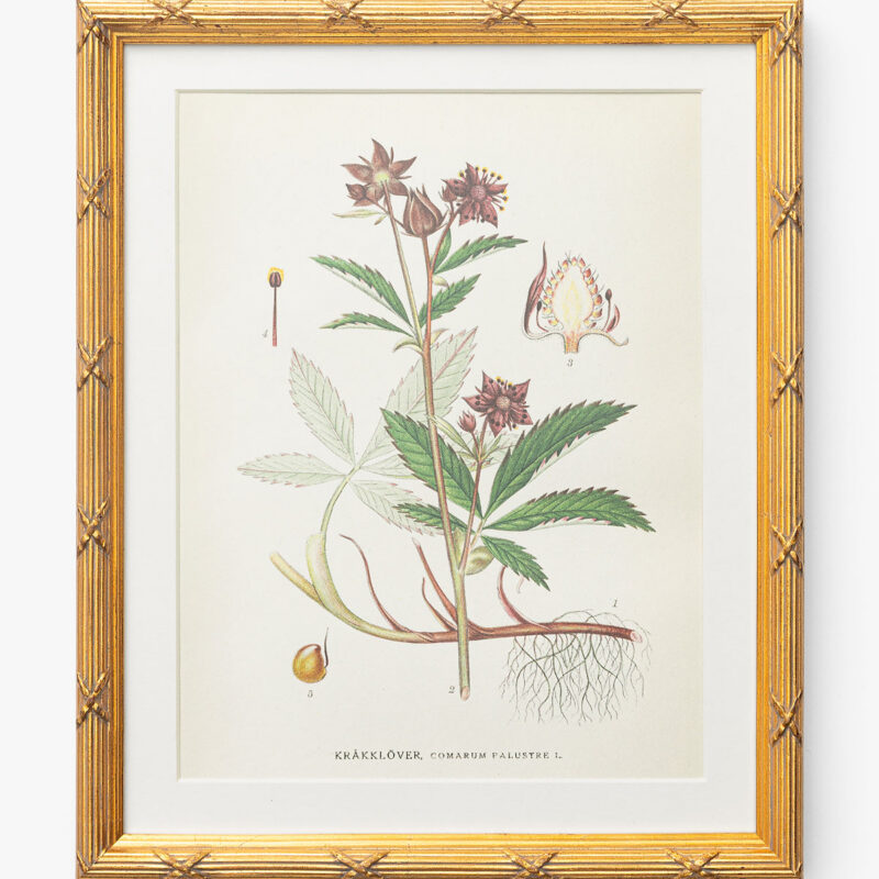 Botanical Study No. 2 McGee & Co.