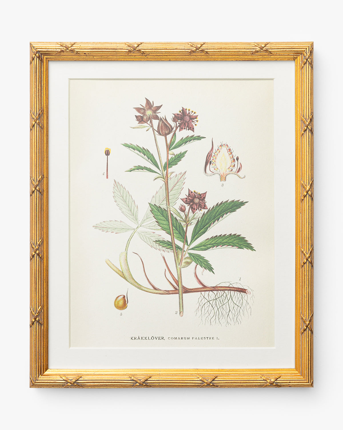 Botanical Study No. 2 McGee & Co.