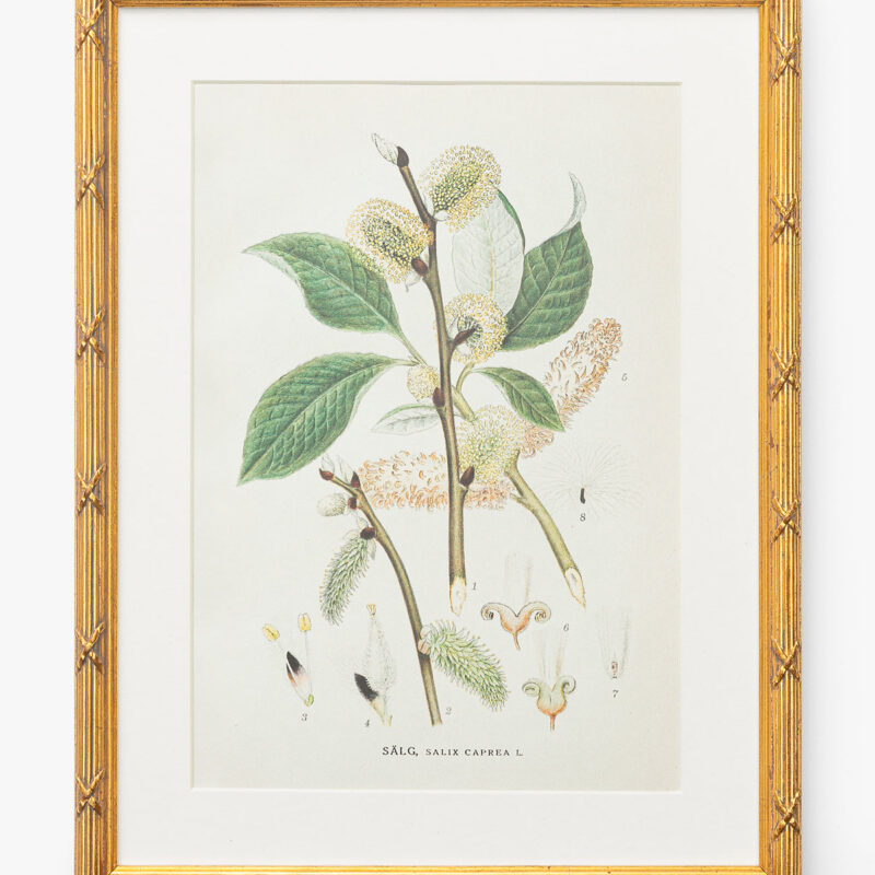 Botanical Study No. 3 McGee & Co.