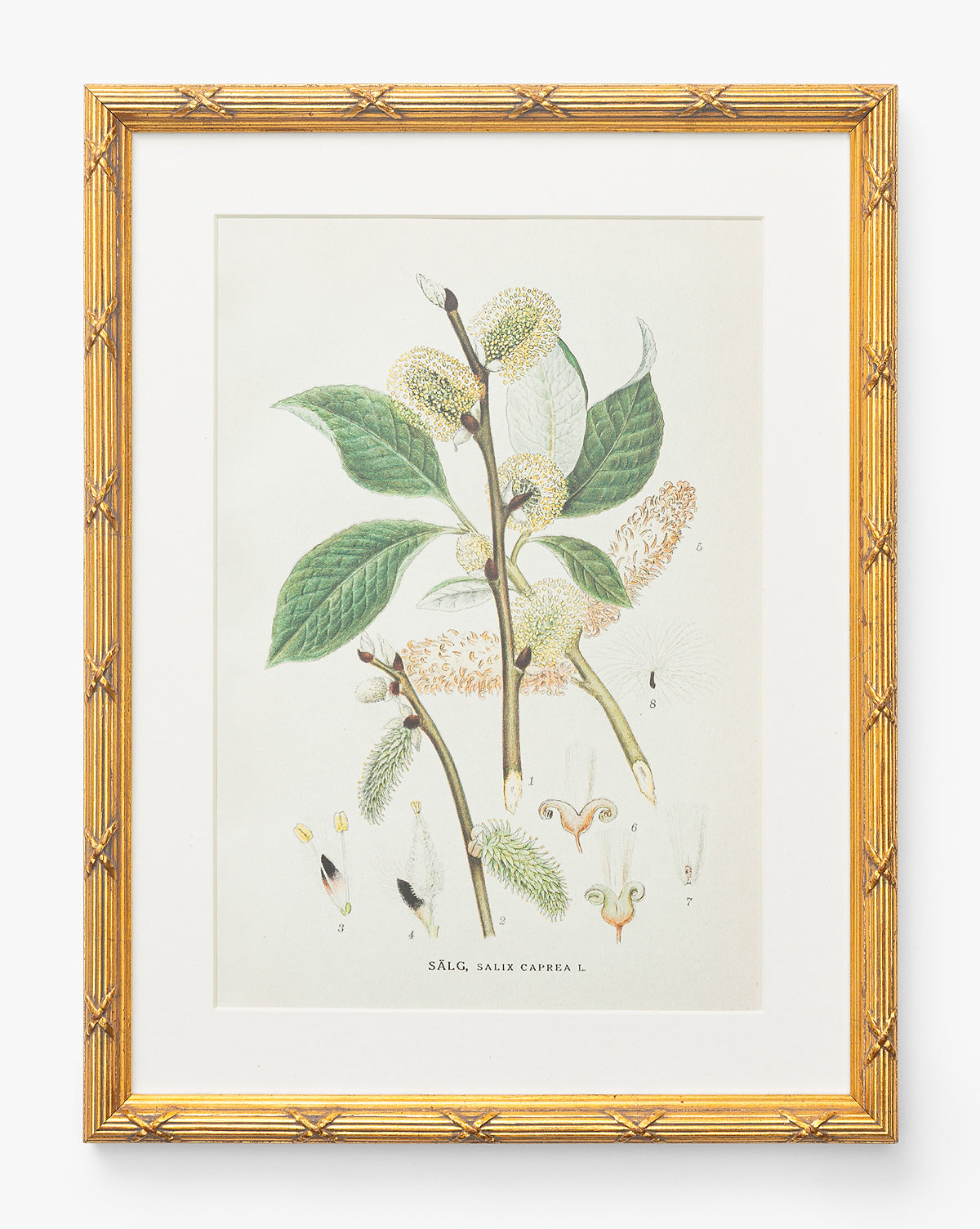 Botanical Study No. 3 McGee & Co.