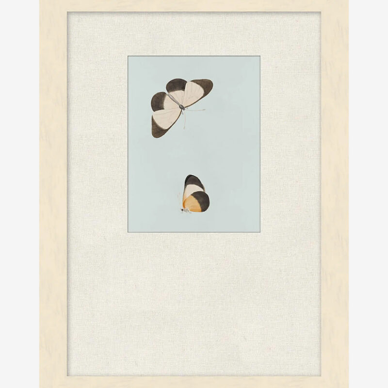 Butterflies Study I McGee & Co.