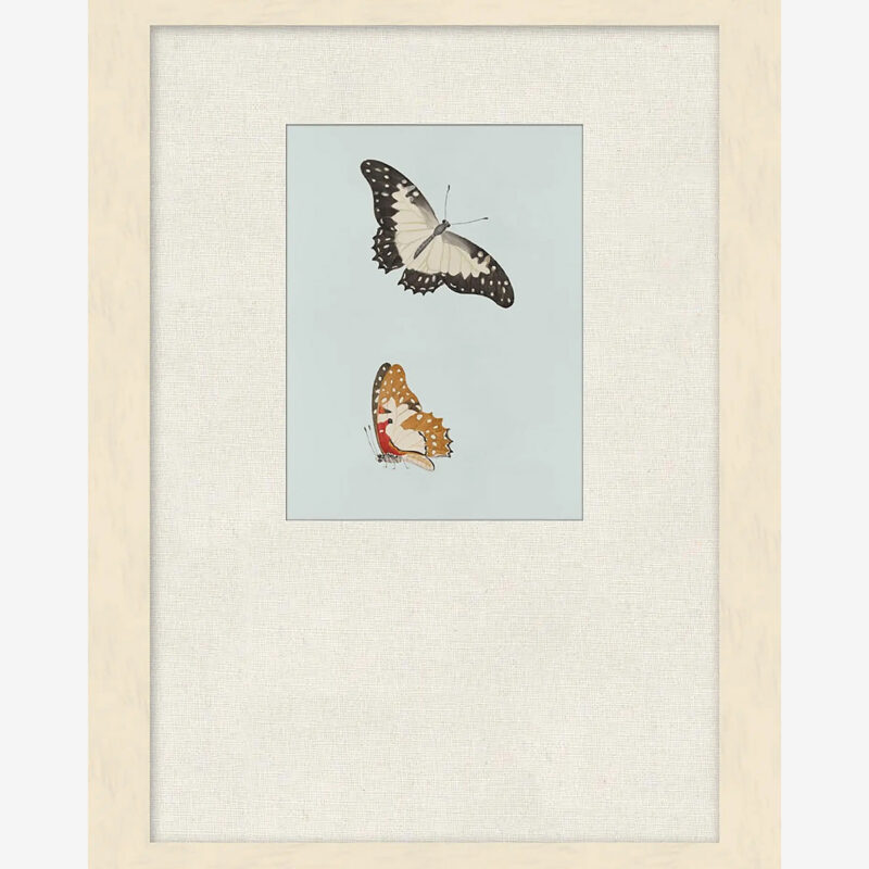 Butterflies Study II McGee & Co.