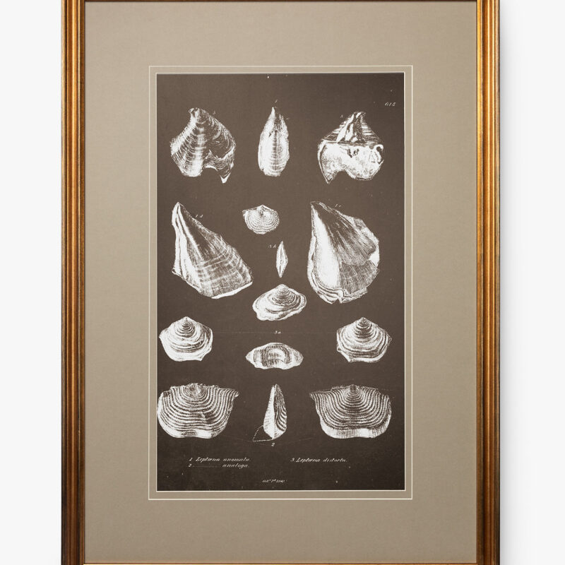 Conchology Study McGee & Co.