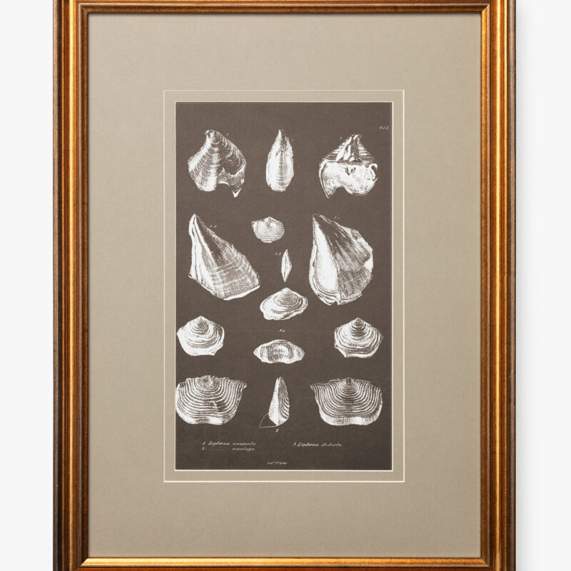 Conchology Study Triptych No. 1 McGee & Co.