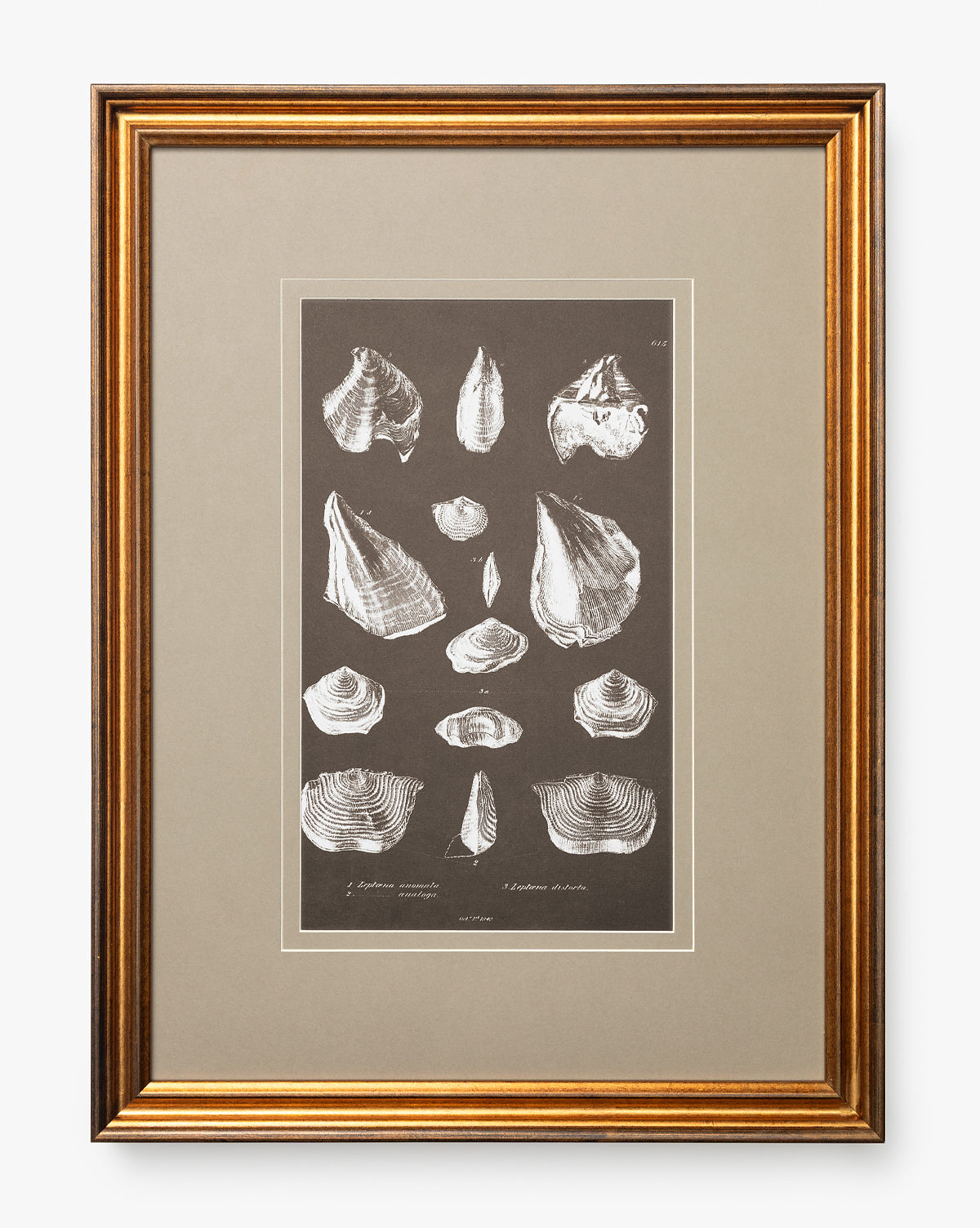Conchology Study Triptych No. 1 McGee & Co.