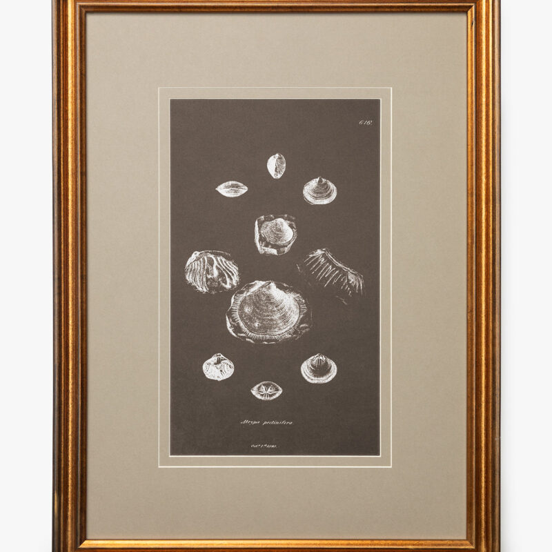 Conchology Study Triptych No. 2 McGee & Co.