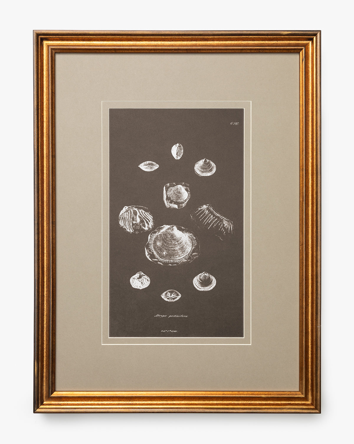 Conchology Study Triptych No. 2 McGee & Co.