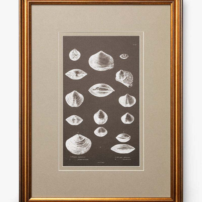 Conchology Study Triptych No. 3 McGee & Co.