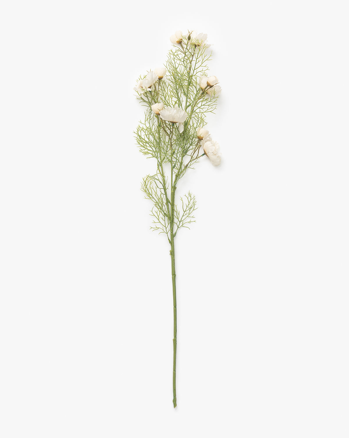 Cream Cosmos Stem McGee & Co.