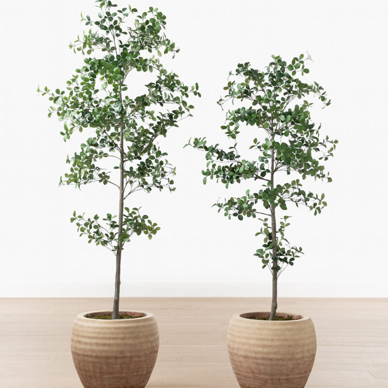 Faux Cascalote Tree McGee & Co.