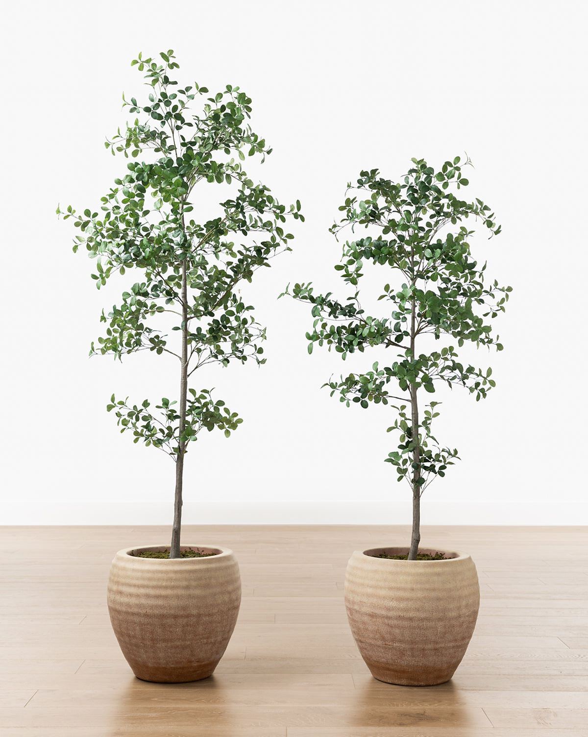 Faux Cascalote Tree McGee & Co.