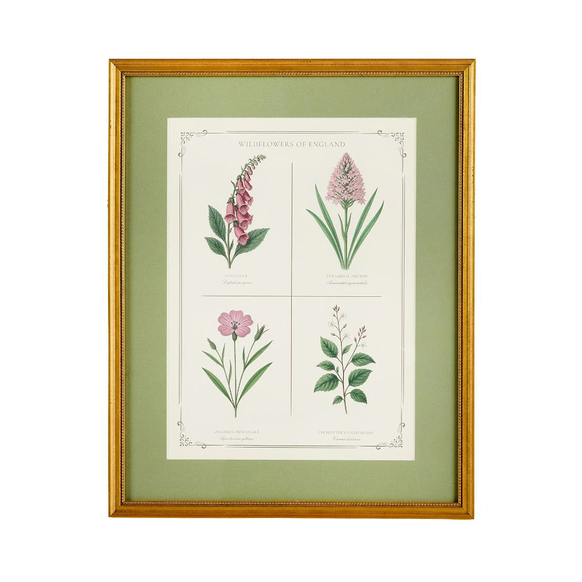 English Wildflowers 1
