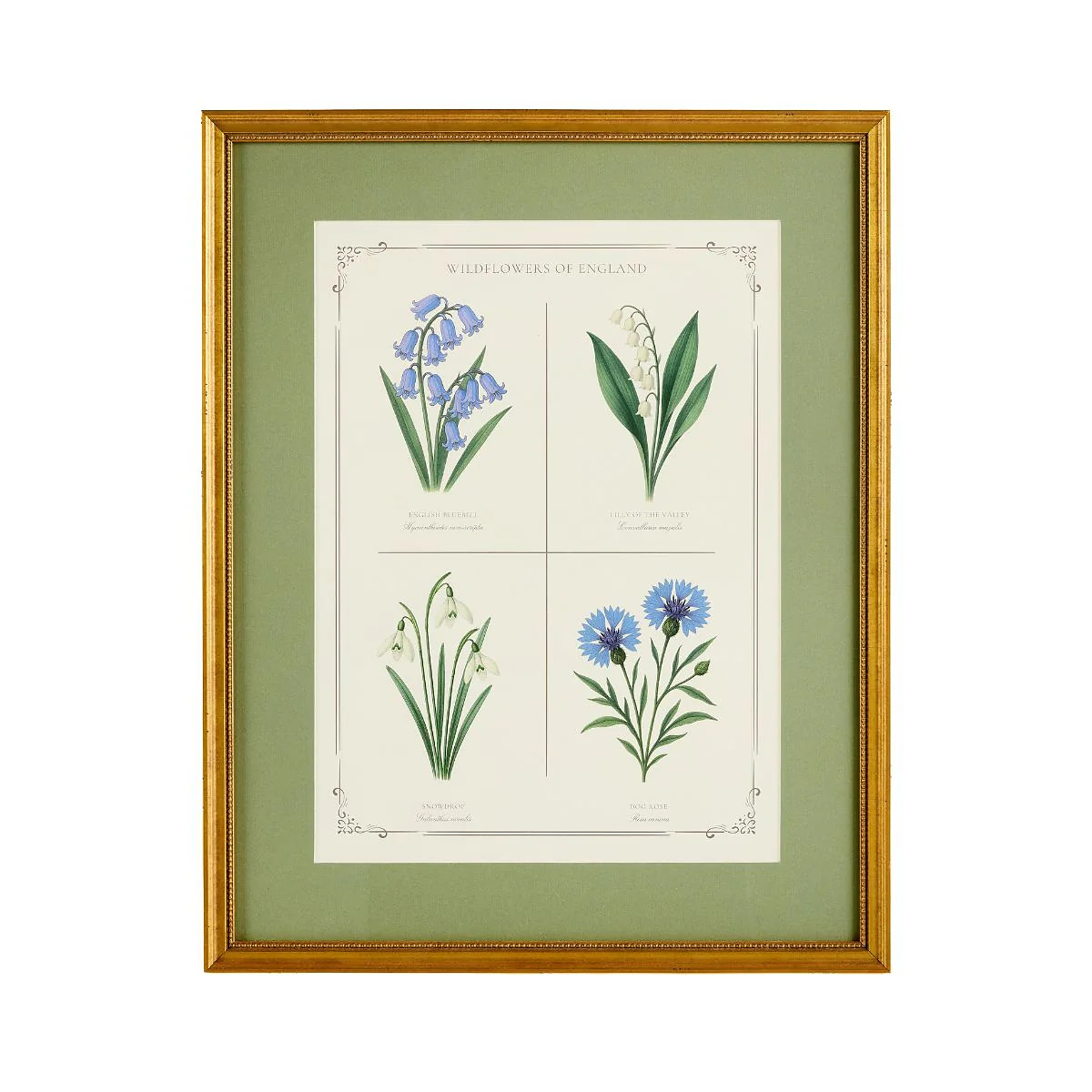 English Wildflowers 2