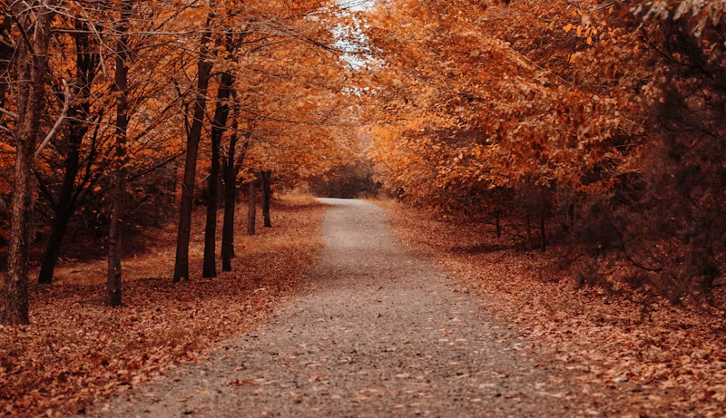 Autumn path through a leaf-covered forest