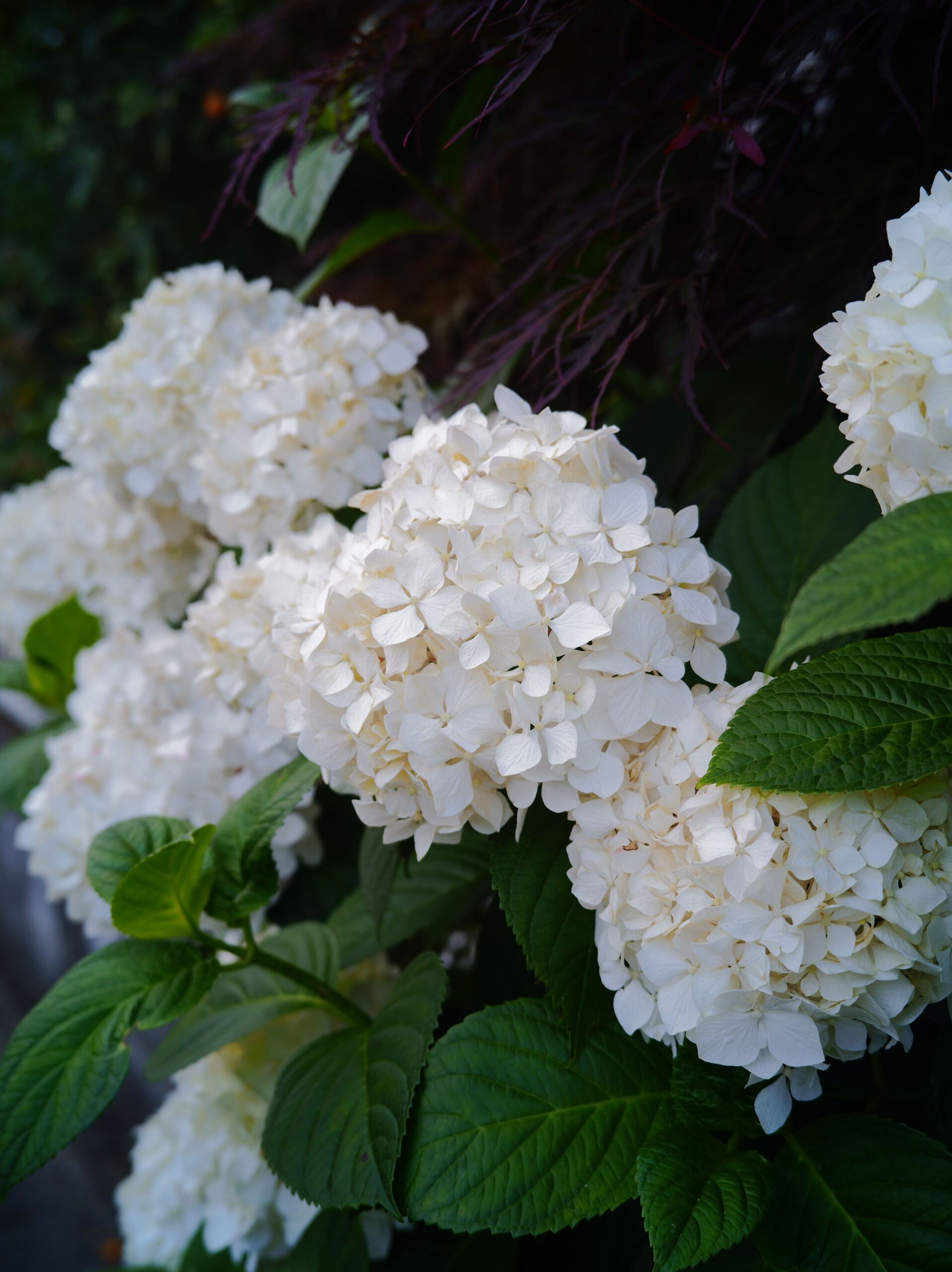 White hydrangea blossoms surrounded by deep green leaves.