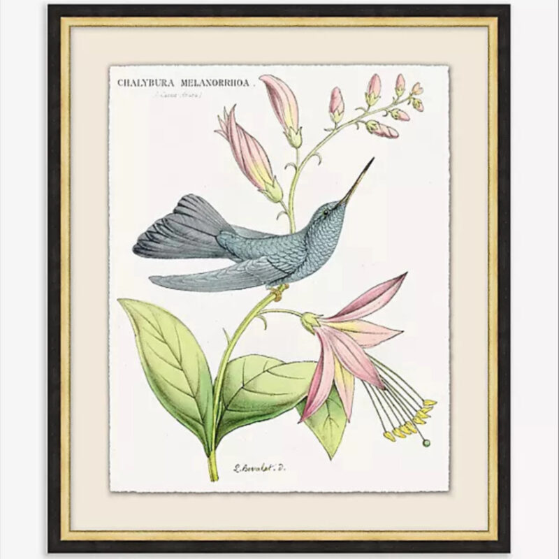 Anthropologie Hummingbird Study Wall Art