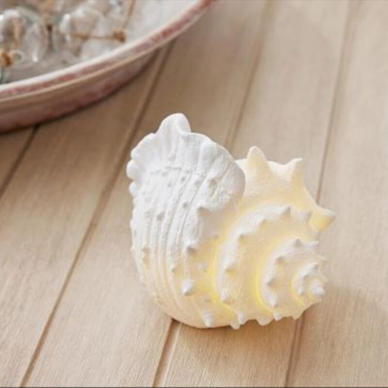 Lit Conch Shell