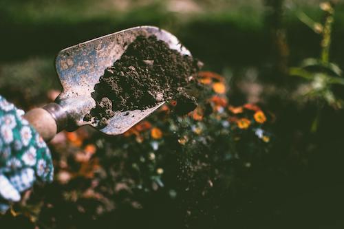 How to start your garden