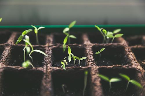 Picture shows veggie seedlings growing in a garden