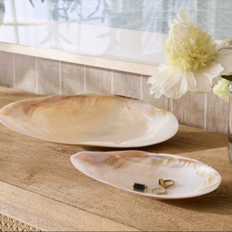 Polished Decorative Shell