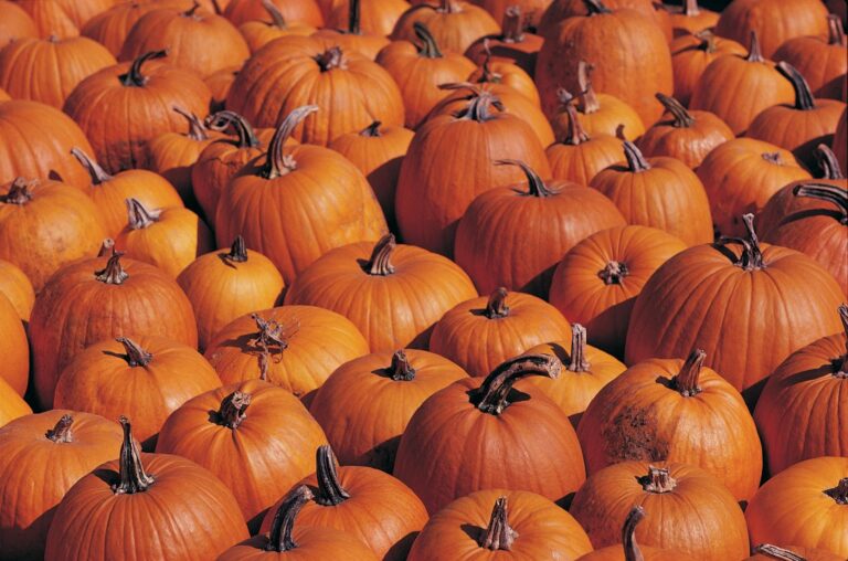 Señora September: Our Favorite Cozy Fall Movies & TV Shows