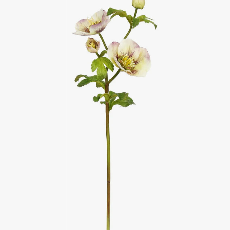 18" Hellebores Rose McGee & Co