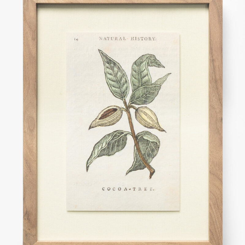 Cocoa Tree McGee & Co