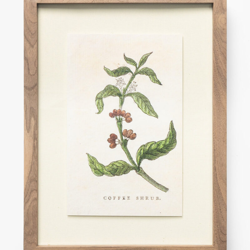 Coffee Shrub McGee & Co
