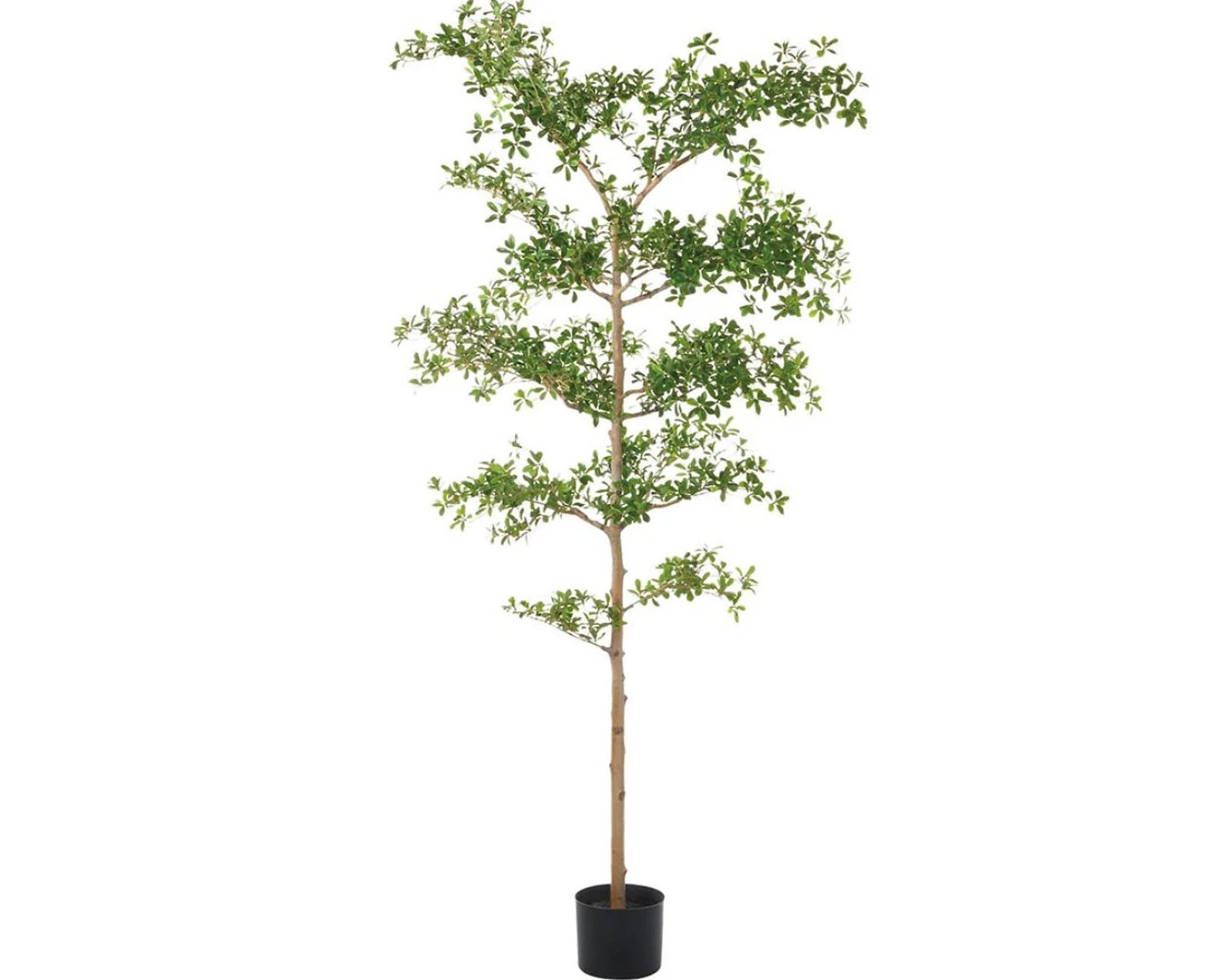 Faux Black Olive Tree, Shady Lady Tree, Black Olive Tree, Olive Tree