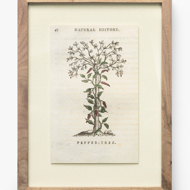 Pepper Tree McGee & Co