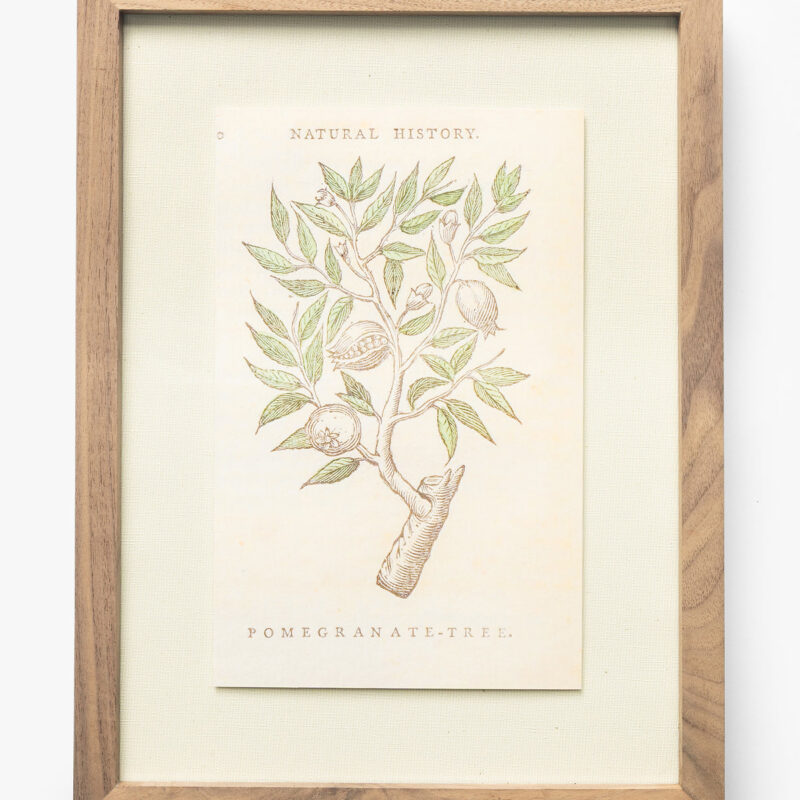 Pomegranate Tree McGee & Co