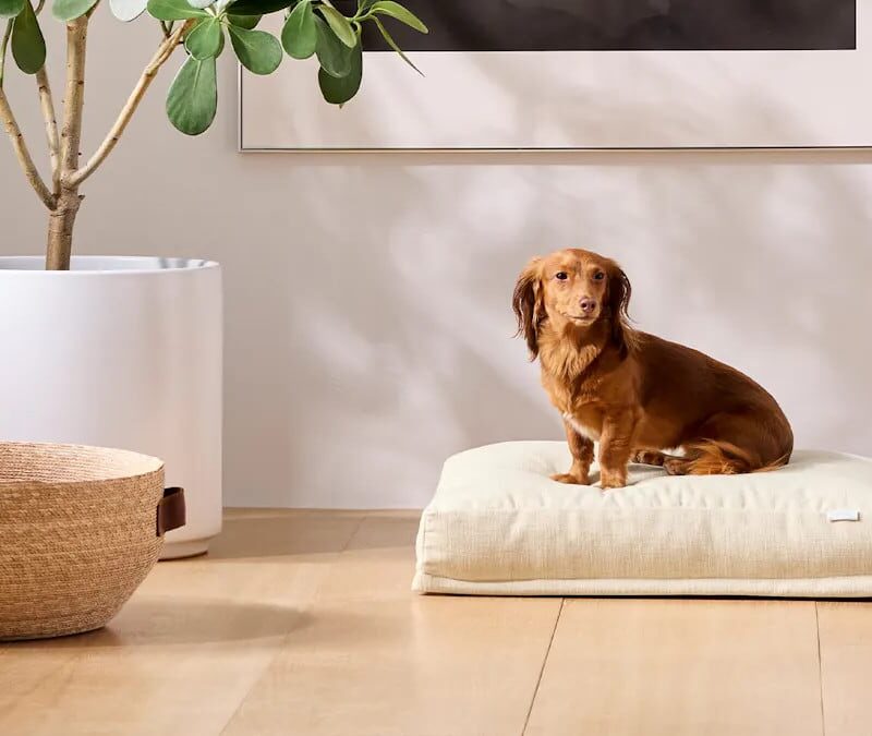 Saatva Dog Bed