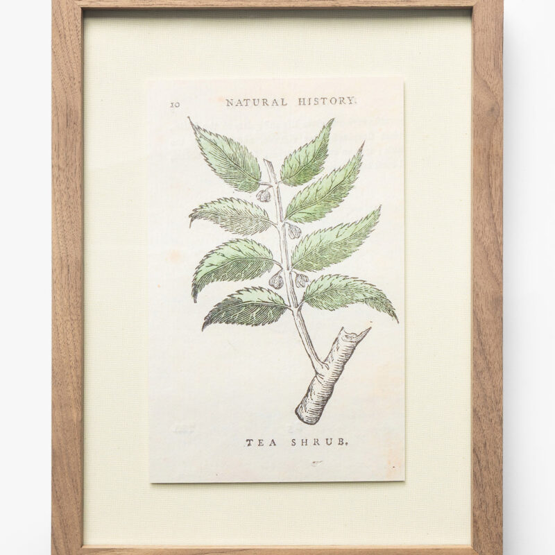Tea Shrub McGee & Co