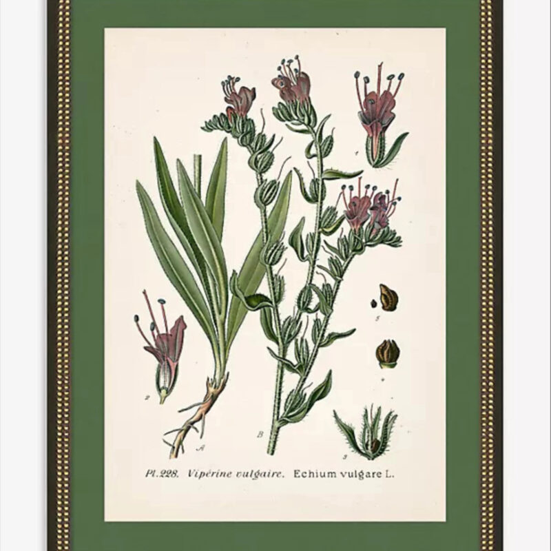 Anthropologie Wildflower Study Wall Art